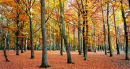 belvedere autumn5
